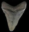 Juvenile Megalodon Tooth - Georgia #59213-1